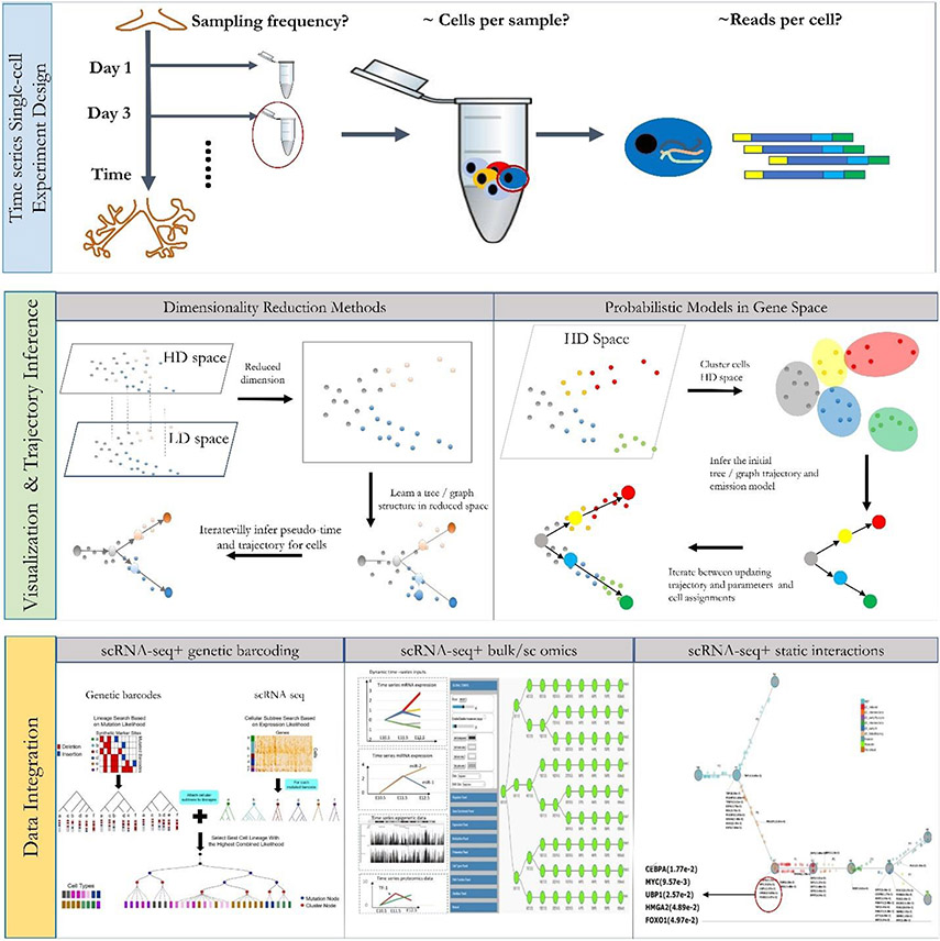 Overview of a typical single-cell RNA-seq analysis pipeline.