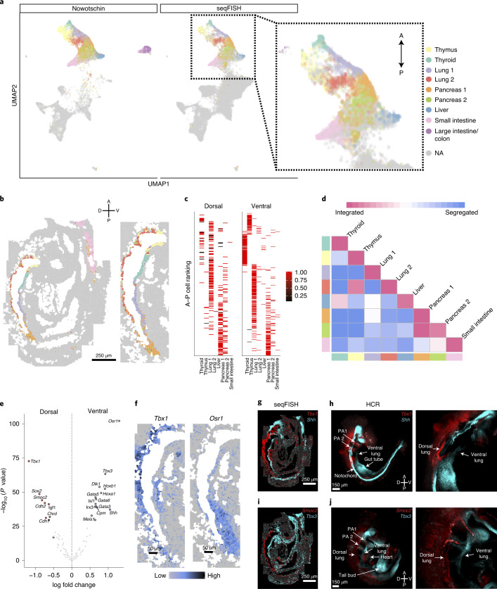 Spatial mapping of a mouse embryo using limited gene data integrated with an scRNA-seq atlas. Lohoff et al. (2022) profiled a mouse embryo with seqFISH for 387 genes and integrated it with single-cell RNA-seq atlases to achieve a high-resolution spatial transcriptome. 