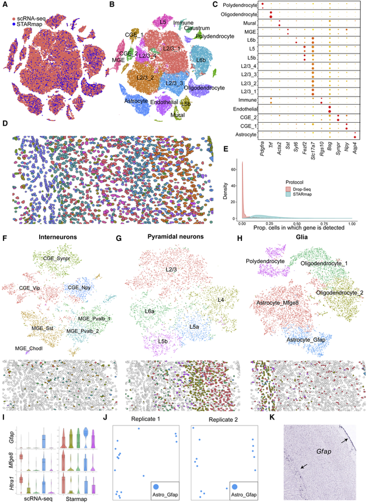 Integrating scRNA-seq with spatial data reveals cortical organization. 