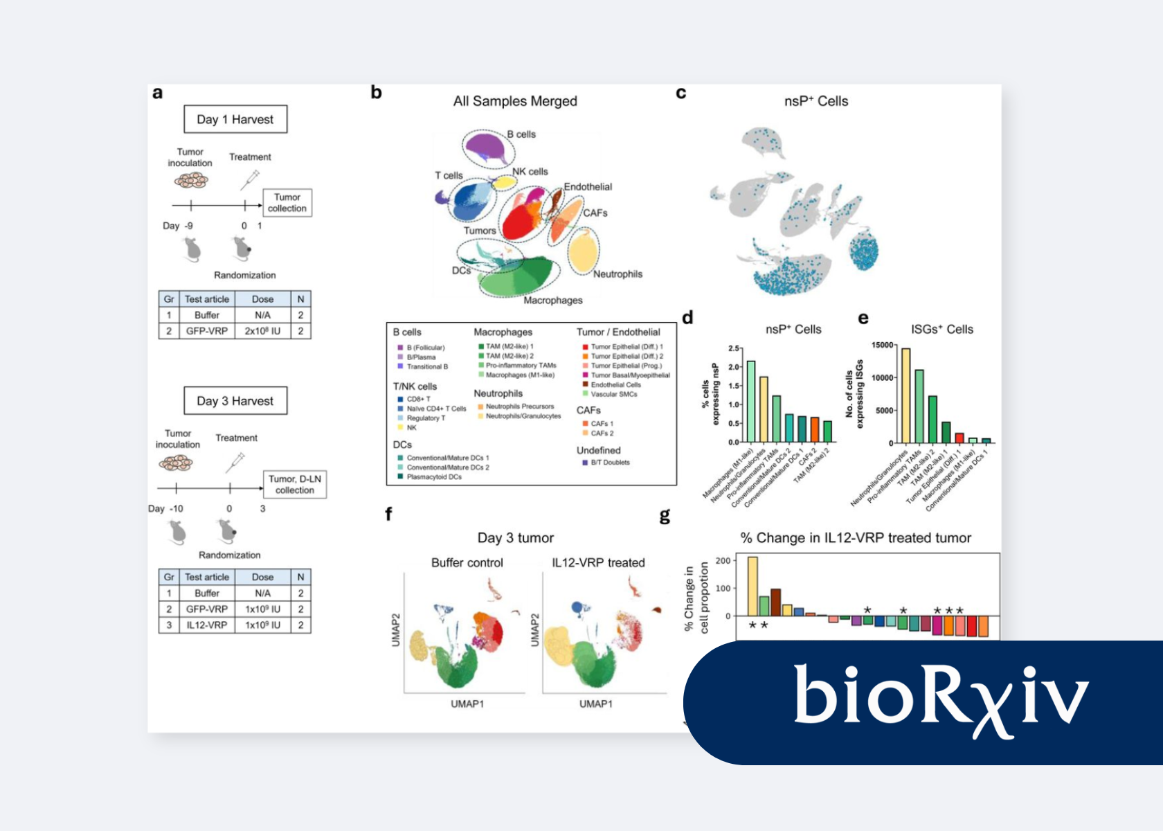 Alphavirus replicon particle expressing IL-12 reprograms tumor-associated macrophages and neutrophils and induces anti-tumor immunity