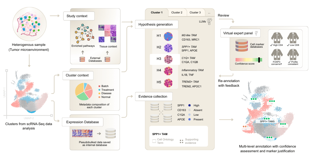 Workflow diagram of CyteType multi-agent AI system for single-cell RNA-seq cell type annotation showing five agents: Contextualizer for pathway analysis, Annotator for hypothesis generation, Reviewer for confidence scoring, Literature agent for PubMed integration, and Summarizer for study-wide synthesis.
