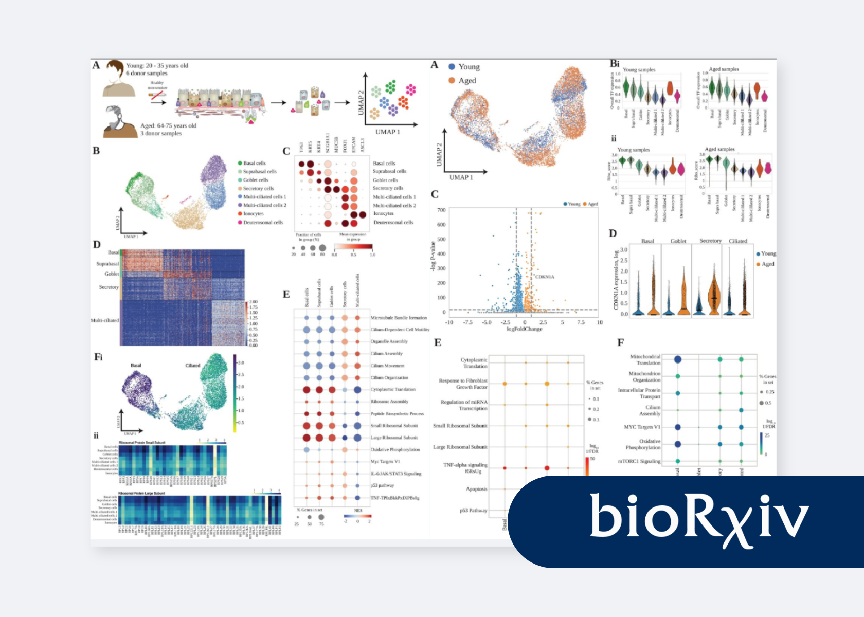 Transcriptional Roadmap of the Human Airway Epithelium Identifying HLF as a Novel Regulator of Basal Stem Cell Function