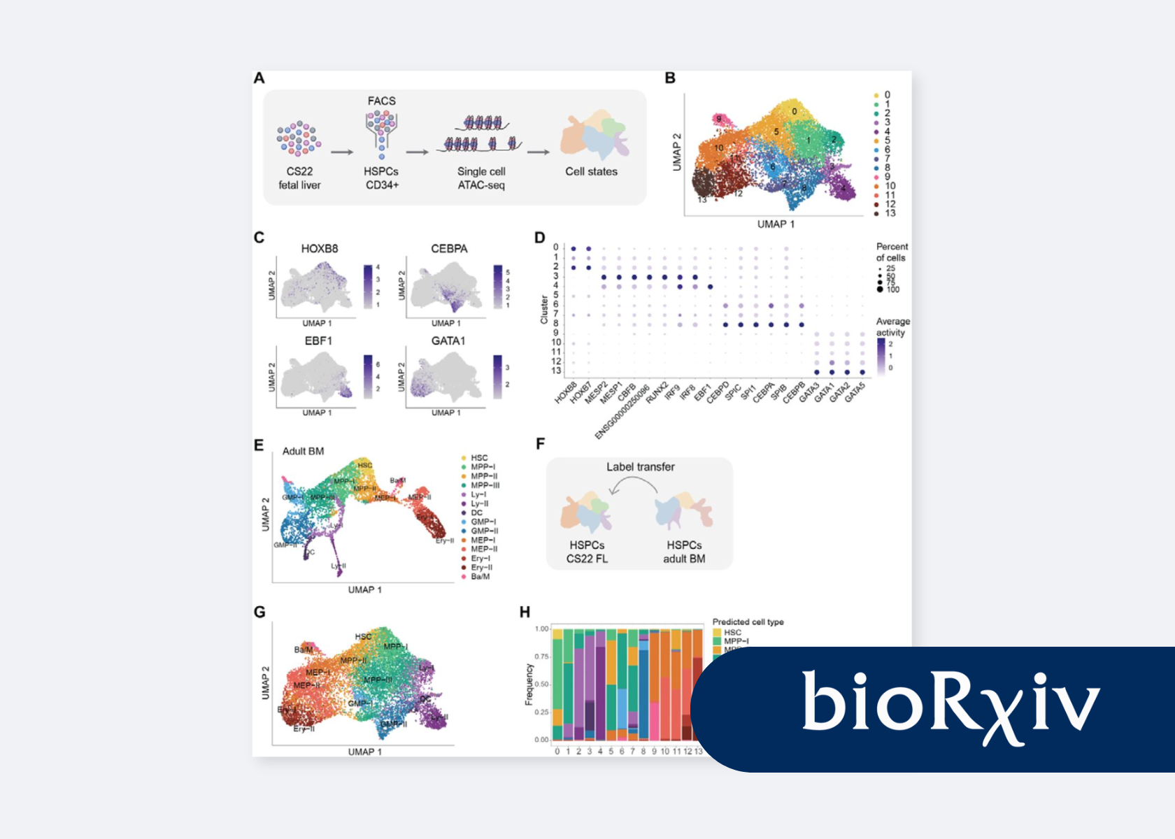 Chromatin Accessibility Shapes Developmental-Specific Lineage Plasticity in Hematopoiesis