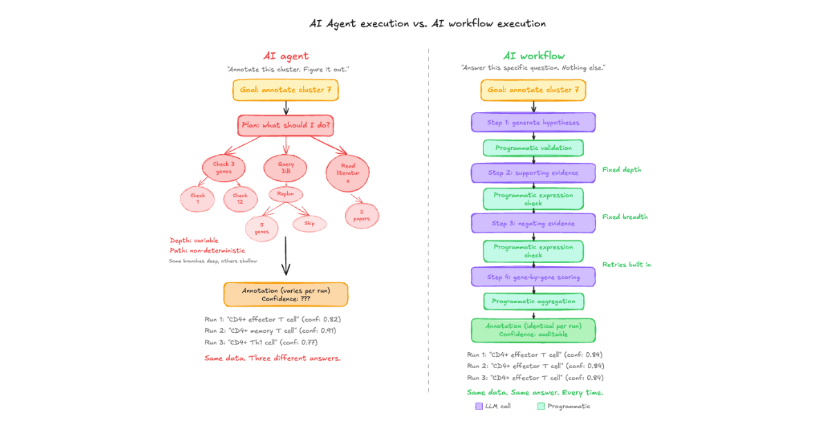 Diagram comparing AI agent execution and AI workflow execution for the same annotation task. The agent side shows a branching tree structure where the model plans, fans out into variable-depth paths for gene checking, database queries, and literature review, with some branches going deep and others being skipped entirely, producing different annotations across three runs of the same data. The workflow side shows a strict linear pipeline alternating between bounded LLM calls and programmatic steps, with fixed depth and breadth at every stage, producing identical annotations across three runs.