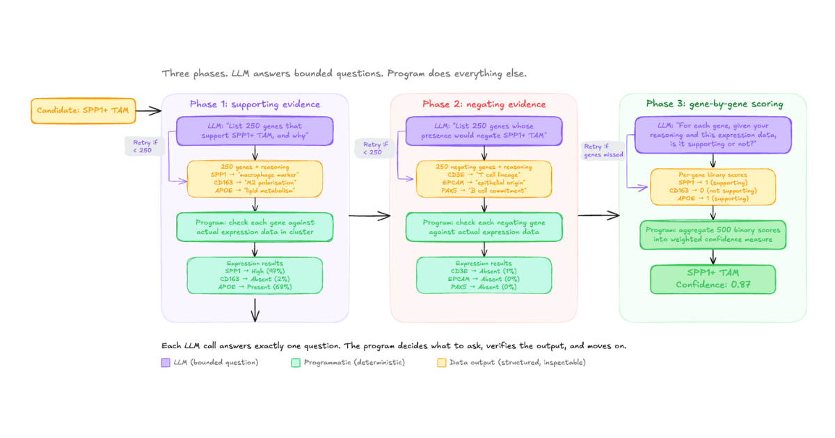 Horizontal three-phase diagram showing CyteType's evidence collection workflow in detail. Phase 1 (purple zone, supporting evidence): the LLM lists 250 supporting genes with reasoning such as SPP1 as a macrophage marker and CD163 for M2 polarisation, then the program checks each gene against expression data, returning results like SPP1 at 97 percent and CD163 absent at 2 percent. Phase 2 (red zone, negating evidence): the LLM lists 250 negating genes such as CD3E for T cell lineage and EPCAM for epithelial origin, then the program checks expression, finding all absent. Phase 3 (green zone, scoring): the LLM evaluates each gene individually producing binary supporting or not-supporting scores, and the program aggregates 500 scores into a weighted confidence measure, arriving at SPP1+ TAM with confidence 0.87.