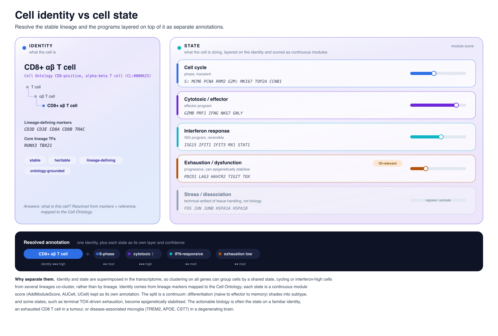Two-layer schematic separating stable cell identity from layered state programs. The identity panel shows a CD8-positive alpha-beta T cell mapped to the Cell Ontology with lineage-defining markers. The state panel lists cycling, cytotoxic, interferon, exhaustion, and stress modules with module scores. The resolved annotation combines one identity with each state layer and its own confidence.