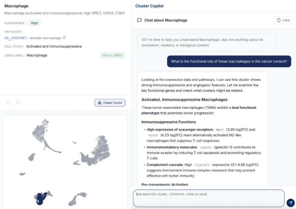 CyteType Cluster Copilot chat interface answering biological questions about macrophage functional roles with expression-grounded responses and UMAP context
