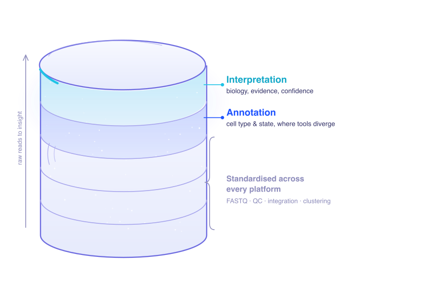 Horizontal single-cell analysis pipeline diagram from FASTQ through QC, integration, clustering, and UMAP to annotation and biological interpretation, with annotation and interpretation stages highlighted