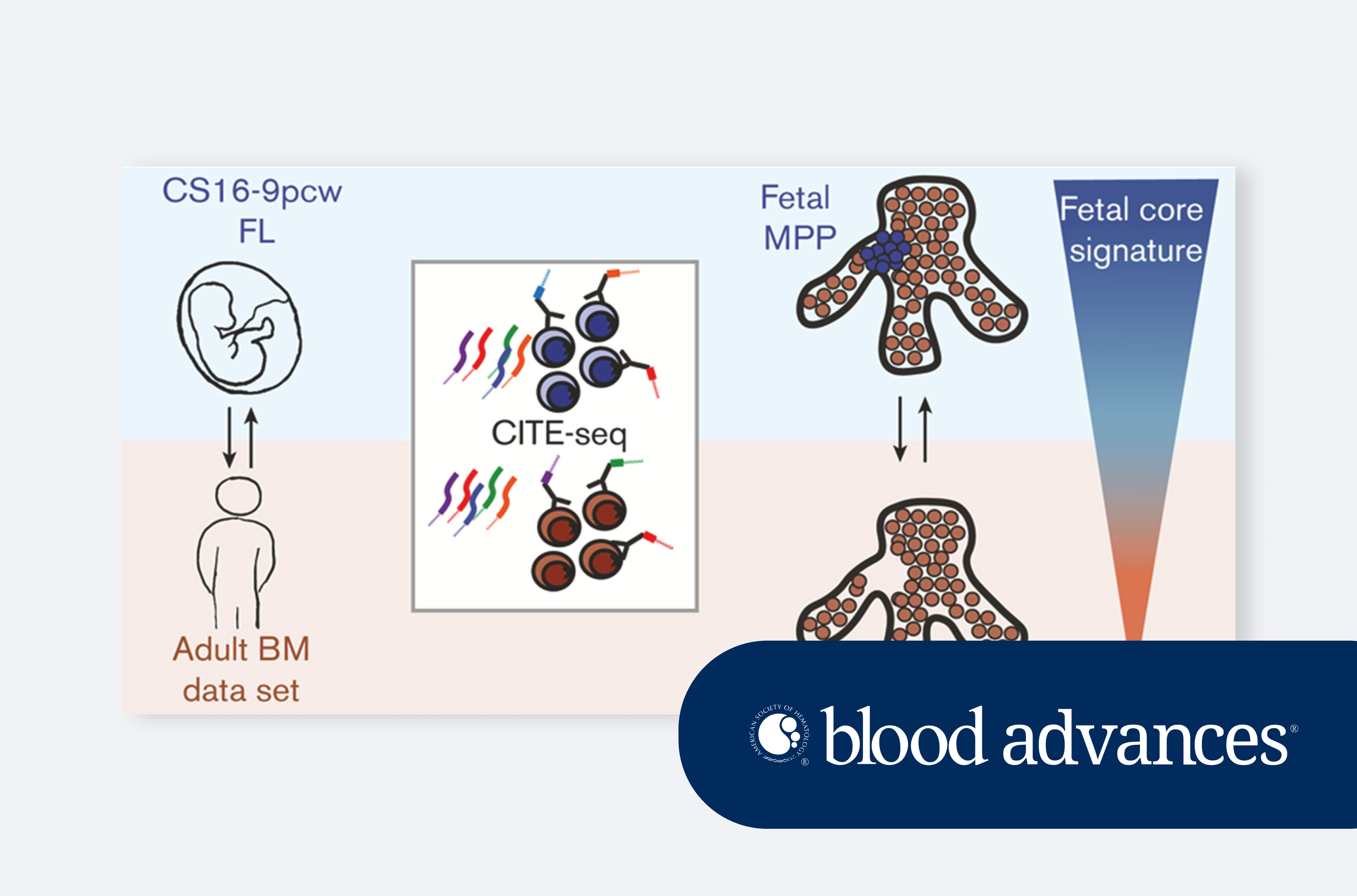 Single-cell multiomics of human fetal hematopoiesis define a developmental-specific population and a fetal signature