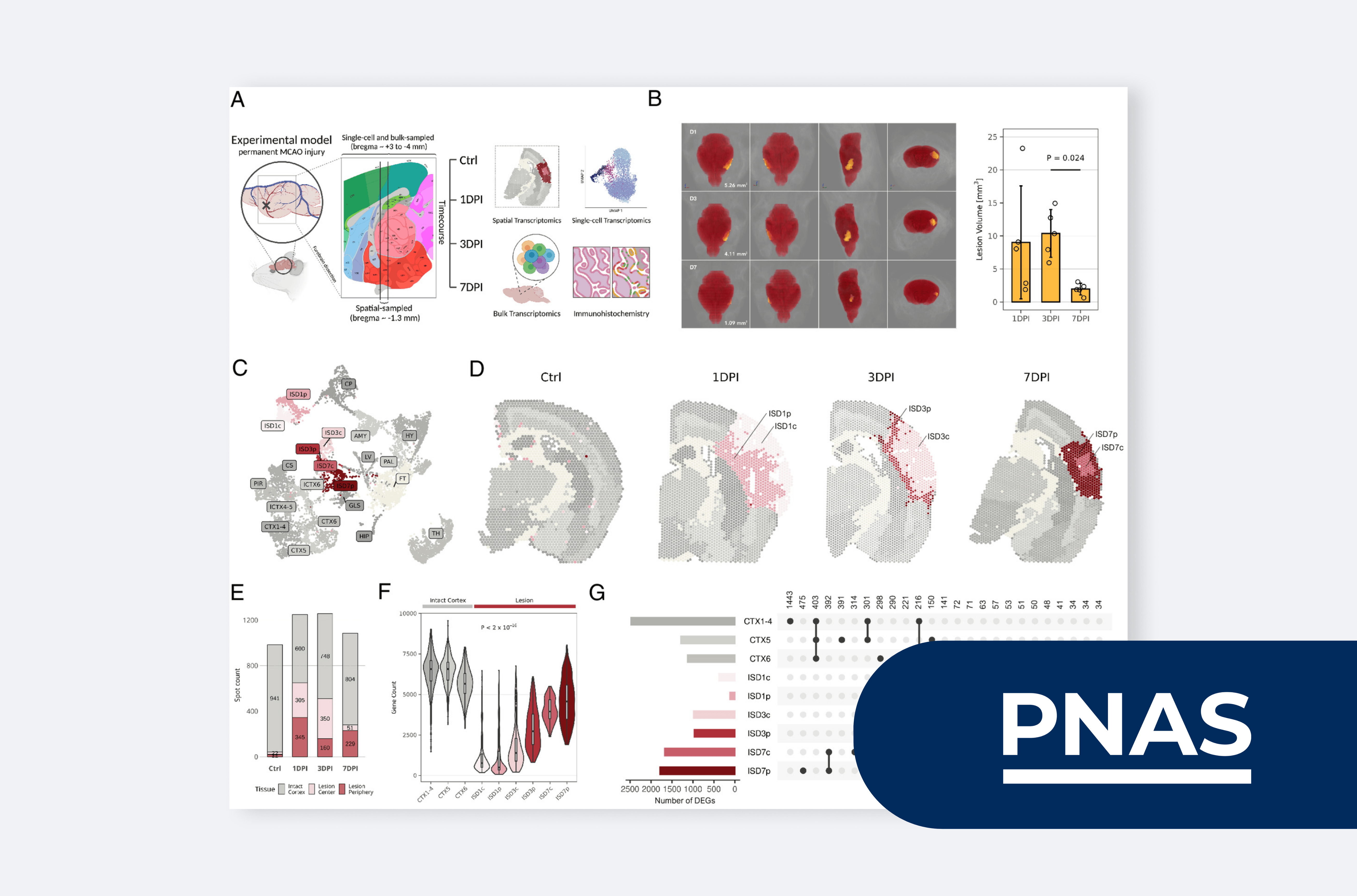 Spatiotemporal transcriptomic map of glial cell response in a mouse model of acute brain ischemia