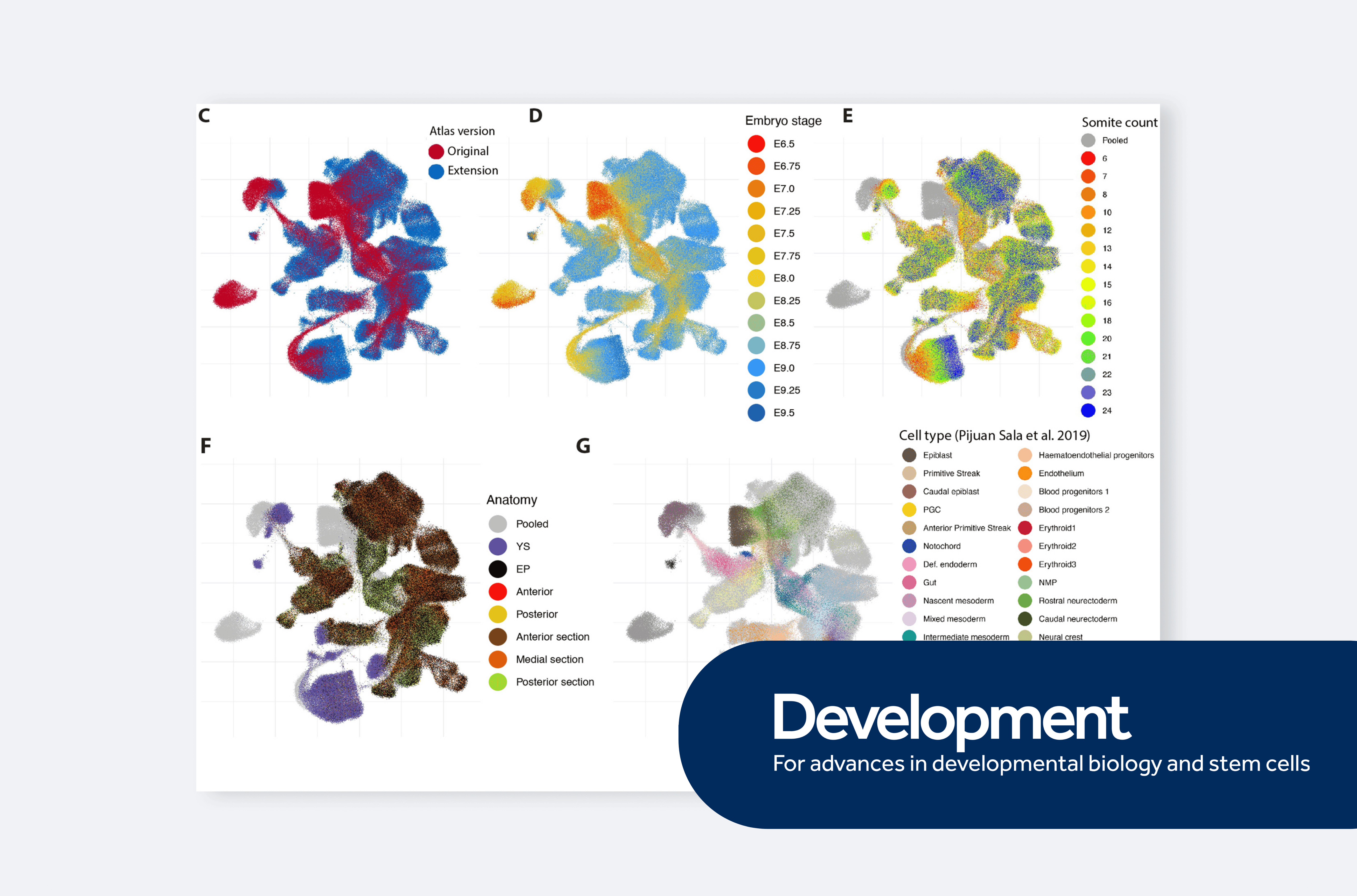 Tracking early mammalian organogenesis – prediction and validation of differentiation trajectories at whole organism scale